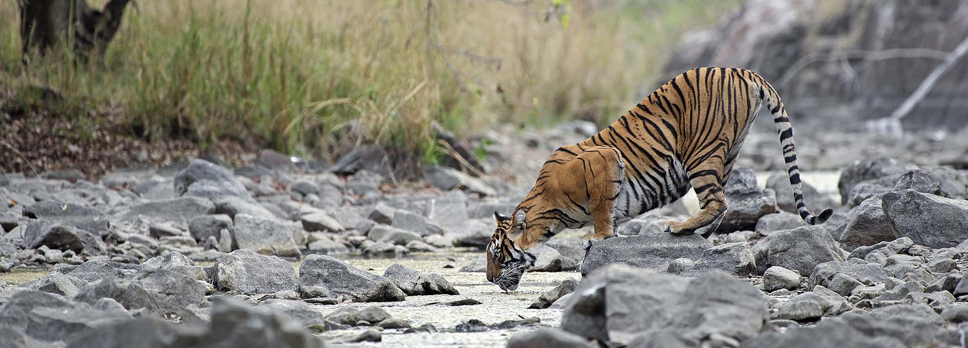 Sher Bagh is a luxury tented camp offering intimate tiger safaris into Ranthambore National Park.