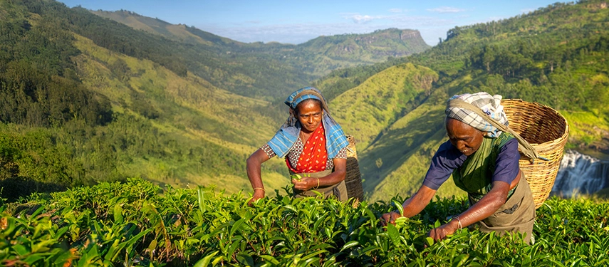 Two women harvesting tea leaves by hand in the lush Sri Lankan highlands with mountains in the background.
