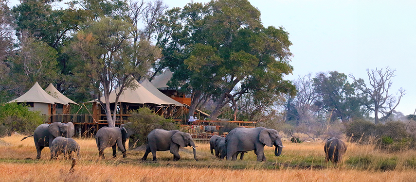 Herd of elephants browsing outside Tuludi Camp’s main tented lodge, set in a serene, grassy savannah landscape.