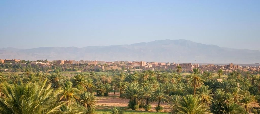 Panoramic view of Ouarzazate’s palm oasis with mountains in the distance.