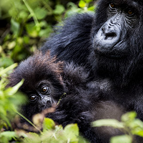 The land of a thousand hills