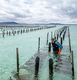 Gourmet culinary Australian journeys abound in South Australia. Man collecting oysters at an oyster farm