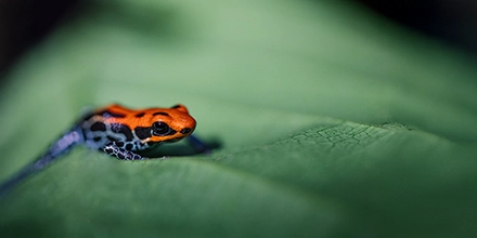 A vividly coloured Amazonian poison dart frog resting on a lush green leaf in the rainforest.