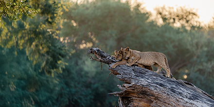 A close-up of lion cubs resting on a dramatic tree trunk against a verdant backdrop.