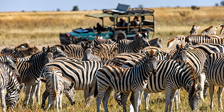A herd of zebras stands in front of a safari vehicle during a game drive at Jack’s Private Camp.
