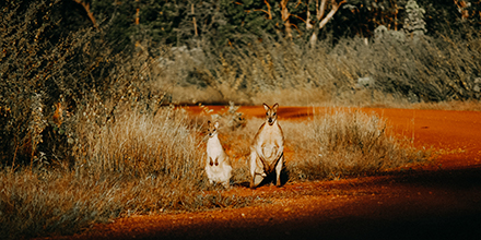 A pair of wallabies on a red-dirt track in the outback at sunrise.