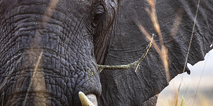 Elephant in Kafue National Park