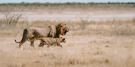 A male lion and a lioness striding through dry yellow grass on the Etosha plains.