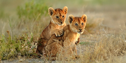 Two lion cubs resting on dry grass, one with a paw draped over the other, in the open plains of Nairobi National Park.