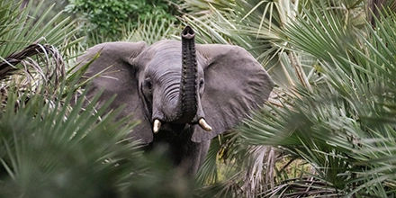 An elephant emerges through dense palm fronds with its trunk raised, moving calmly through Gorongosa’s riverine vegetation.
