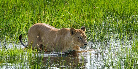 A lioness moves silently through shallow floodplain waters in the wildlife-rich concession surrounding Karangoma Camp.