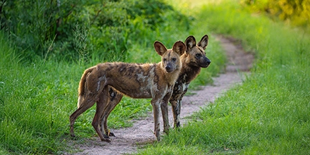 Two African wild dogs stand alert on a narrow woodland path surrounded by fresh green grass.
