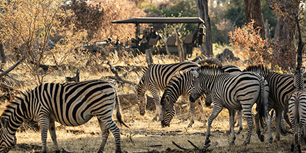 Game drive with zebra at King's Pool Camp, Botswana