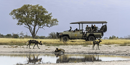 Guests observe a pack of wild dogs near a waterhole during a Kiri Camp game drive.