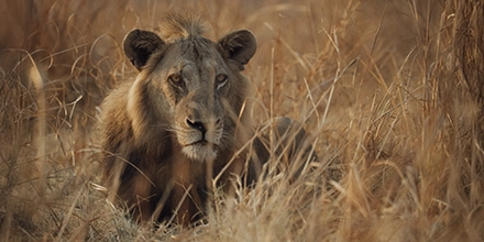 A male lion rests alert in tall grass in North Luangwa National Park, highlighting the raw predator encounters found around Kutandala Camp.