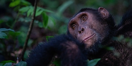 A close-up portrait of a chimpanzee resting among dense foliage in Kyambura Gorge, highlighting the lodge’s proximity to renowned chimp tracking experiences.