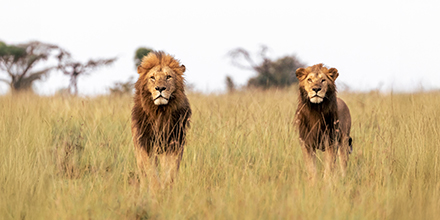 Two male lions stand alert in golden grass on the plains of the Masai Mara.
