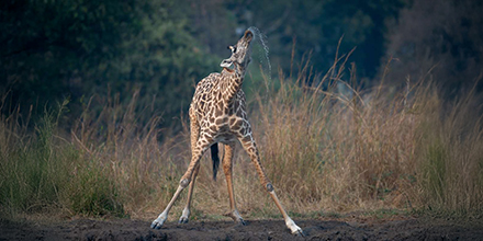 Giraffe drinking at sunset in Mana Pools, Zimbabwe