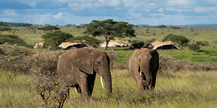 Two elephants graze near Namiri Plains Retreats in Kenya