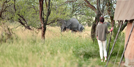 Guest watching elephants roam through camp from a respectful distance.