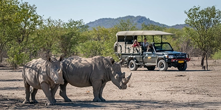 Two white rhinos walking through the bushveld as a safari vehicle from Ongava Game Reserve observes from a distance.