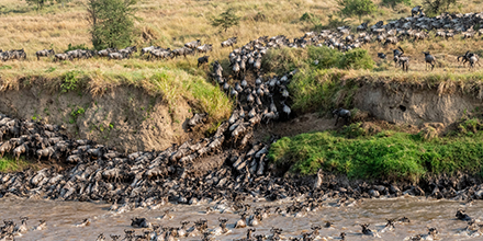 Herds of the Great Migration climb the steep bank of the Mara River in the Serengeti