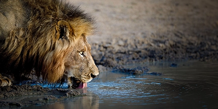Close-up of a male lion drinking from a waterhole in the Timbavati.