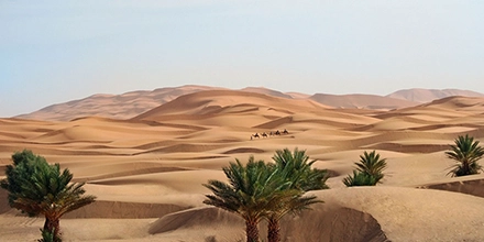 Sweeping view of the Sahara desert with scattered palm oases and a camel caravan crossing the dunes.