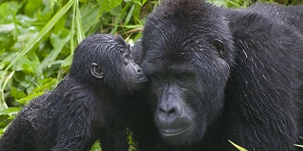 Baby gorilla affectionately nuzzling its mother in the dense green undergrowth of Bwindi Forest.