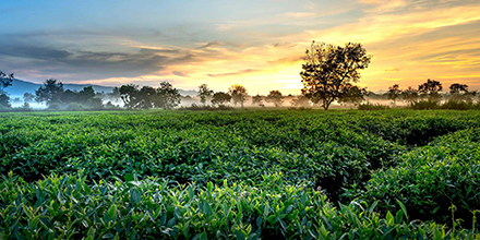 Tea plantation at dawn in Sri lanka