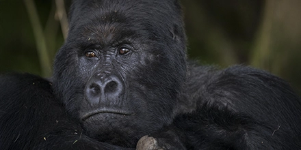 A close-up portrait of a mountain gorilla resting in the forests of Bwindi Impenetrable National Park near Volcanoes Bwindi Lodge.
