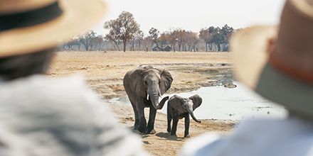 Two elephants at a waterhole viewed from behind guests wearing safari hats
