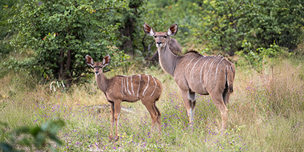 Mother and foal kudu in the Chobe region of Botswana