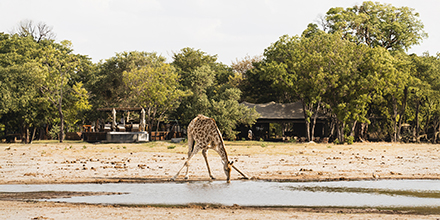 A giraffe lowers its neck to drink at the camp’s waterhole with the lodge in view.