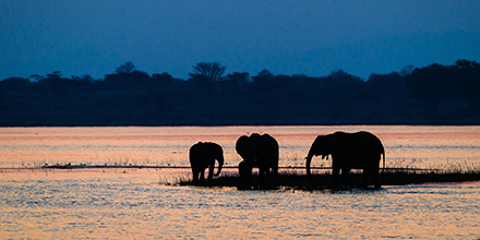 Elephants at sunset in on the banks of a river