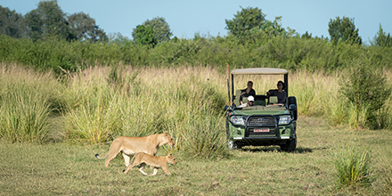 Lioness and cub crossing in front of a safari vehicle at Ruckomechi Camp