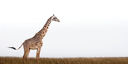 A lone giraffe stands tall against a pale sky above the golden grasslands of the Mara North Conservancy, Kenya.