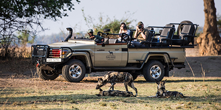 African wild dogs & game vehicle, South Luangwa National Park, Zambia