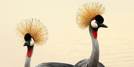 A pair of grey crowned cranes in Nairobi National Park