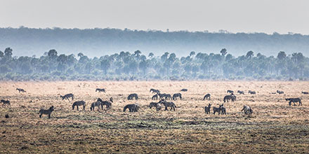 The remoteness at Chada Katavi means that game is everywhere!