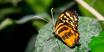 Butterfly in the Amazon Rainforst of Ecuador