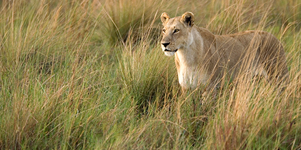 Female lion stands in the tall grass of Botswana's Okavango region