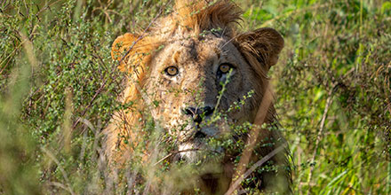 Portrait of a Lion In The Grass in Akagera National Park