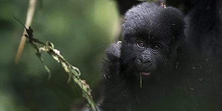 A young mountain gorilla chewing on a leaf in its natural forest habitat near Mount Gahinga Lodge.