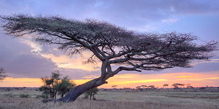 A thorntree at sunset on the Serengeti Plains of Tanzania