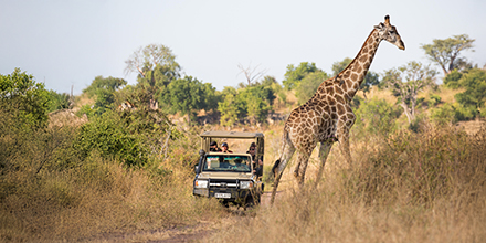 A game drive vehicle pauses on a track as a giraffe walks across the open savannah in Chobe National Park.