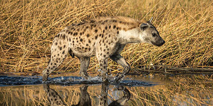 Spotted hyena walks through floodwaters in Botswana's Savute region