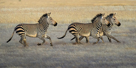 Zebra gallop across the arid landscape of Kaokoveld, Namibia