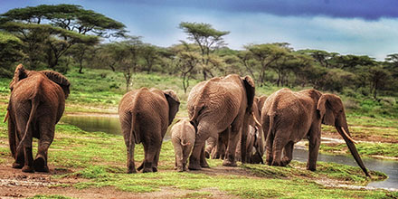 Elephant herd in Tarangire National Park