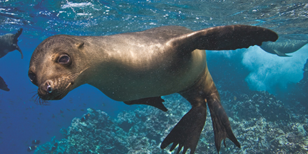 Underwater photo of a sea lion in the Galápagos Islands